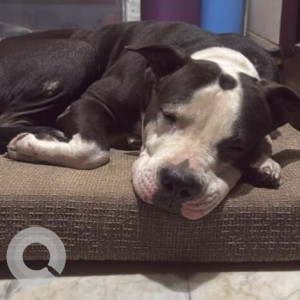 Missing: Black and White Female Pitbull Dog from Bijwasan