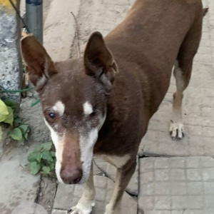 Missing: White-Brown Mix Male Indie Dog from Nirman Vihar Lord of The Drinks entrance gate