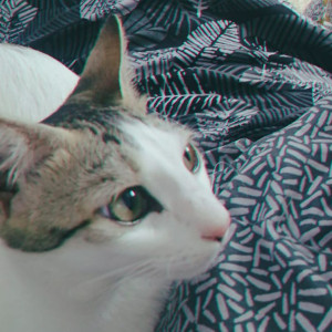 Missing: White and Grey Female Indie Cat from Maharishi teacher’s colony-2