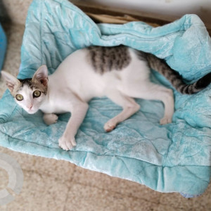 Missing: White and Grey Female Indie Cat from Maharishi teacher’s colony-3