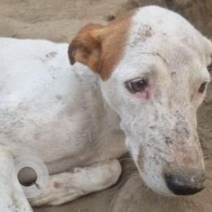 Found: White-Brown Mix Male Indie Dog from Vasudha Enclave, Pitampura, Delhi-2
