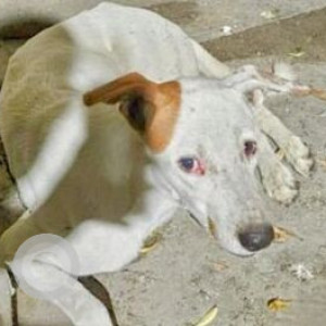 Found: White-Brown Mix Male Indie Dog from Vasudha Enclave, Pitampura, Delhi