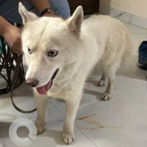 Found: White Male Husky Dog from 15 Ashoka road, New delhi