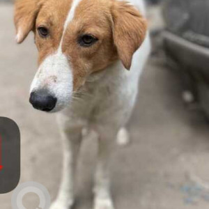 Missing: White-Brown Mix Female Indie Dog from Hanuman Mandir Park Chirag Dilli-2