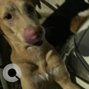 Missing: Brown Male Indie Dog from H74, South Extension Part 1, New Delhi