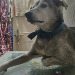 Missing: Black and White Male Indie Dog from Tughalkabad extension, Gali no-20-2