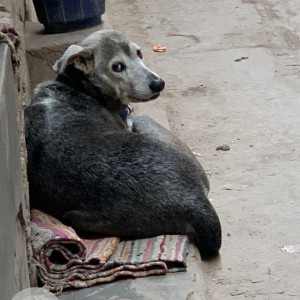 Missing: Black and White Male Indie Dog from Tughalkabad extension, Gali no-20-3