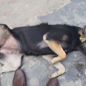 Found: Black and Brown Female Indie Dog from Rohini Sector 20, North West Delhi-2
