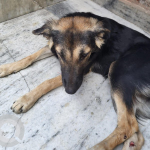 Found: Black and Brown Female Indie Dog from Rohini Sector 20, North West Delhi