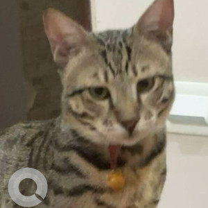 Missing: White and Grey Female Indie Cat from F-57, Gaur Green City