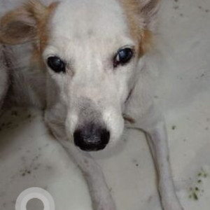 Missing: White-Brown Mix Male Indie Dog from Auroville store in Tiger Vardachari road, Besant Nagar-2