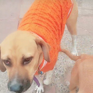 Missing: Black and White Male Indie Dog from Rani Bagh, North Delhi near Grand Utsav, Sant Nagar Chowk-2