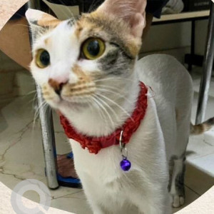 Missing: White-Brown Mix Female Indie Cat from 425- A Sant Nagar East Of Kailash