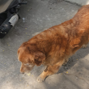 Missing: Golden Male Golden retriever Dog from Near gastrocare hospital Bhopal