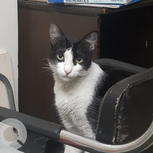 Missing: Black and White Female Indie Cat from Sector 6, Vaishali