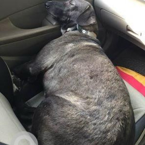 Missing: Black and White Female Indie Dog from K-45, Connaught Place-2