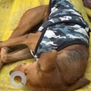 Missing: Brown Female Redbone Coohound-Indie mix Dog from National School of Drama, New Delhi-2