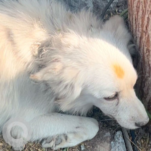 Found: White Male Pomeranian Dog from Dwarka Sector 8