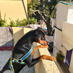 Missing: Black and Brown Male Doberman Dog from New Colony kathgodam-2