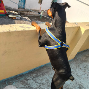 Missing: Black and Brown Male Doberman Dog from New Colony kathgodam-3