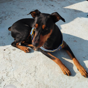 Missing: Black and Brown Male Doberman Dog from New Colony kathgodam