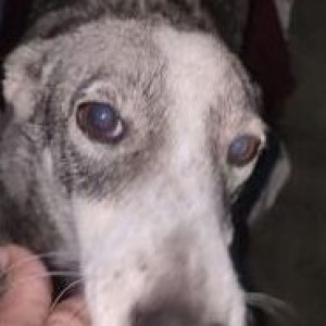 Missing: White and Grey Female Indie Dog from Prince Public School Mehrauli-2