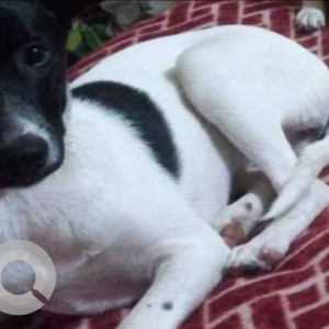 Missing: Black and White Female Indie Dog from Sector 41 D, Badheri, Chandigarh