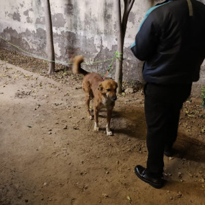 Missing: Brown Male Indie Dog from Experion the heartsong, Sector 108-3