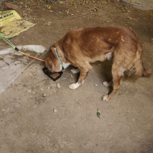 Missing: Brown Male Indie Dog from Experion the heartsong, Sector 108-2