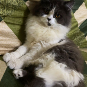 Missing: Black and White Female Persian Cat from Madni chowk , central naka , near vip furniture shop , Aurangabad-4