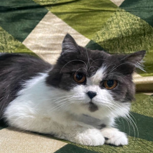 Missing: Black and White Female Persian Cat from Madni chowk , central naka , near vip furniture shop , Aurangabad