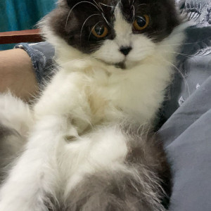 Missing: Black and White Female Persian Cat from Madni chowk , central naka , near vip furniture shop , Aurangabad-3