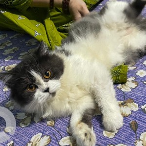 Missing: Black and White Female Persian Cat from Madni chowk , central naka , near vip furniture shop , Aurangabad-2