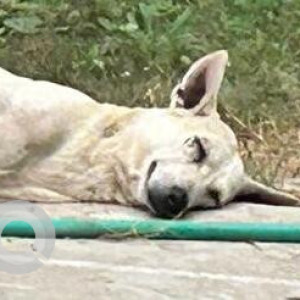 Missing: White Male Indie Dog from Greenwoods society Greater Noida-2