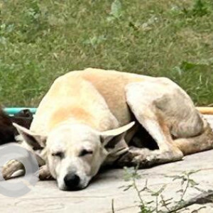 Missing: White Male Indie Dog from Greenwoods society Greater Noida