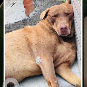 Missing: Brown Male Indie Dog from Sector 15, Noida