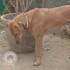 Missing: Brown Male Indie Dog from Noida Sector 34