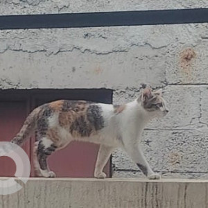Missing: Black and White Female Indie Cat from JP nagar 7th phase, Bengaluru-4
