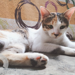 Missing: Black and White Female Indie Cat from JP nagar 7th phase, Bengaluru-2