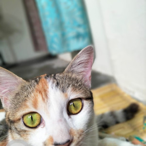 Missing: Black and White Female Indie Cat from JP nagar 7th phase, Bengaluru-3