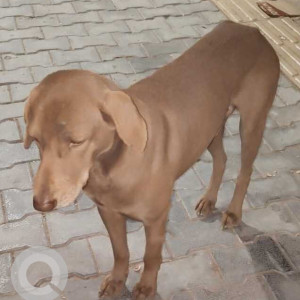 Found: Brown Male Indie Dog from Vasant Kunj Enclave-2