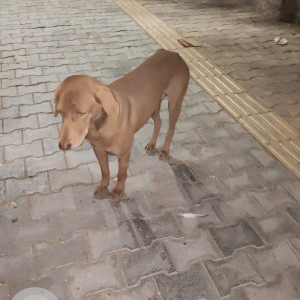 Found: Brown Male Indie Dog from Vasant Kunj Enclave