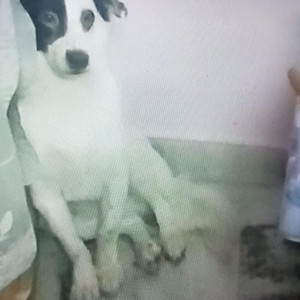 Missing: Black and White Male Indian Spitz Dog from Faridpuri near patel nagar-2