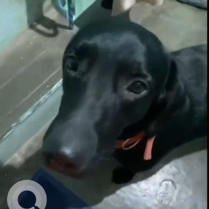 Missing: Black Male Labrador Dog from Lohatia, Jharkhand