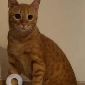 Missing: Orange Male Tabby Cat from D-148, Saket-2