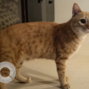 Missing: Orange Male Tabby Cat from D-148, Saket-4