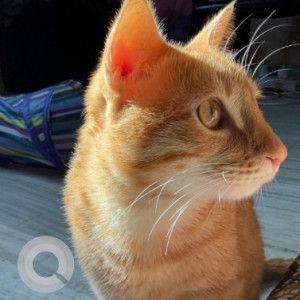 Missing: Orange Male Tabby Cat from D-148, Saket-3