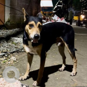 Found: Black and Brown Male Indie Dog from Avenue Govt Girl's High School, Ashok Nagar