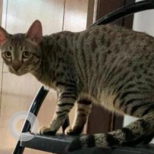 Missing: Black Female Indie Cat from Janta Flats,  Possangipur-3