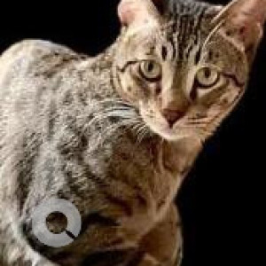 Missing: Black Female Indie Cat from Janta Flats,  Possangipur-2